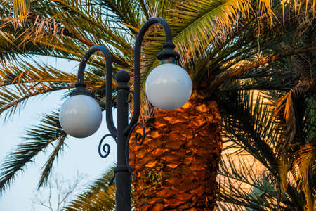 Streetlight on the background of palm closeupの写真素材