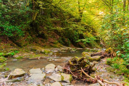 The mountain river Bezumenka and thicket in the ravine in sunny autumn day, Sochi, Russiaの写真素材