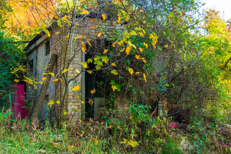 Abandoned brick shed overgrown with lush bushes in Arboretum in sunny autumn day, Sochi, Russiaの写真素材