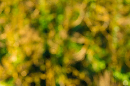 Background image of blurred thicket of box-trees with moss and ivies in sunny autumn dayの写真素材