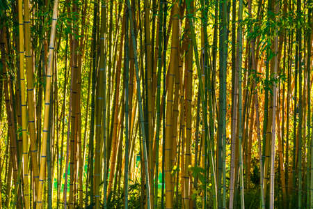 Background image of bamboo grove in sunny day closeupの写真素材