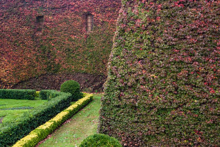 A part of the wall of the Montjuic Castle overgrown with ivies in autumn day closeupのeditorial素材