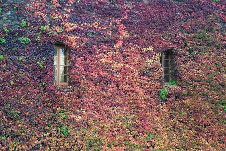 Two windows in a row on the facade of the Montjuic Castle overgrown with ivies in autumn day front view, Barcelona, Spainのeditorial素材