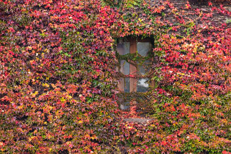 A window on the facade of the Montjuic Castle overgrown with ivies in autumn day front view, Barcelona, Spainのeditorial素材