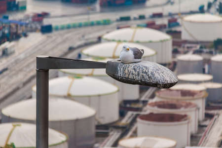 A seagull sitting on a streetlight closeup on the background of tanksの写真素材
