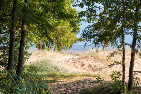 Sand beach with grass and trees of the Gulf of Finland on a sunny summer day, Komarovo, Saint Petersburg, Russiaの写真素材