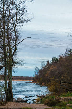 Bank of the Vuoksi River with bare trees in cloudy autumn day, Losevo, Leningrad Oblast, Russiaの写真素材