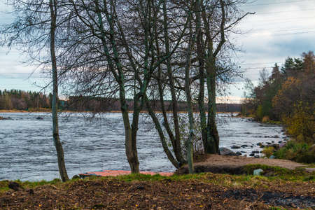 A trees with bare branches on the background of the Vuoksi River in cloudy autumn day, Losevo, Leningrad Oblast, Russiaの写真素材