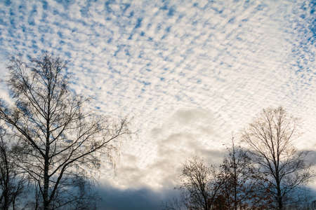 A trees with bare branches on the background of the cloudy skyの写真素材