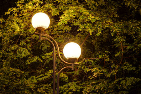 Luminous streetlight on the background of tree foliage at nightの写真素材