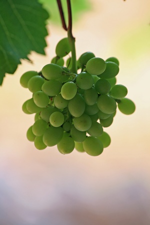 Greek Grapesの写真素材