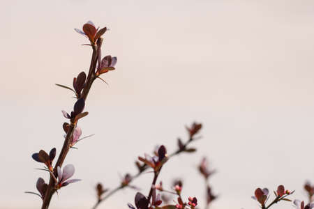 beautiful barberry tunberg darts red lady on blurred background