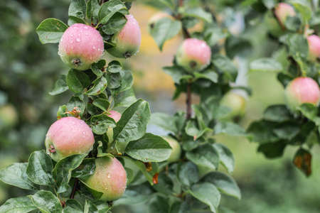 Unripe green tomatoes on a branch in a greenhouse