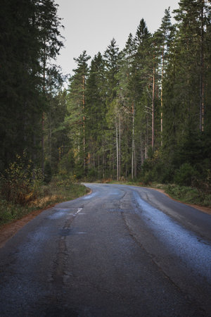 Quiet forest asphalt road