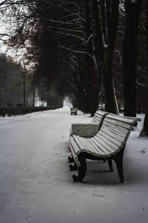 Wooden benches in the park along the roadの写真素材