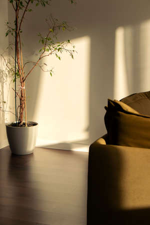 stylish minimalist interior in beams of light, sofa and home plant
