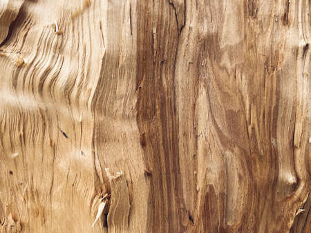 stylish texture background for design birch tree in split