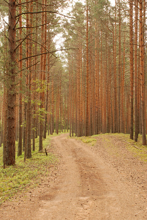 Sand road in pine forestの写真素材