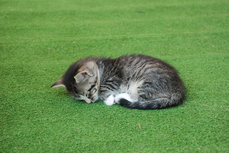 Little gray kitty sleeps curling up on a green carpetの写真素材