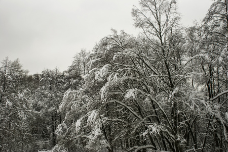 Winter black and white forest on a color photoの写真素材