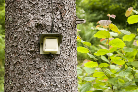 Electric switch on the treeの写真素材