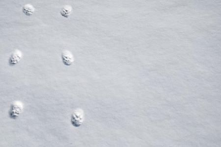 Animal footsteps on the snow. Closeup of footsteps in snow.