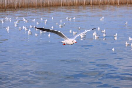 A Seagull is flying in the sky.の写真素材