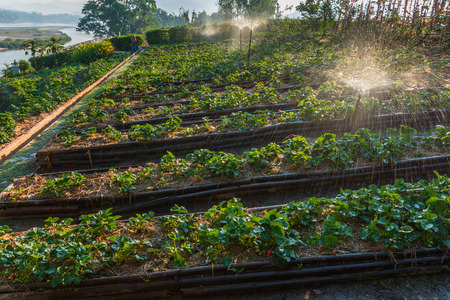 Water feed in strawberry farm, North of Thailand.の写真素材