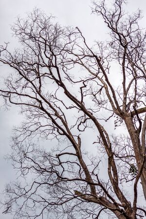 A tree wihout leafの写真素材