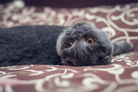 British Shorthair cat is lying on the bed.の写真素材