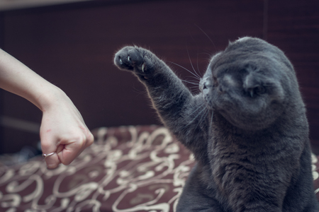 British Shorthair cat greets paw with a human hand.の写真素材