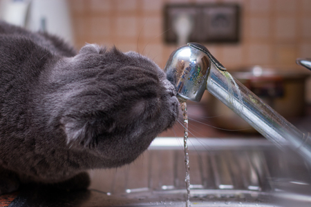 Funny British cat drink water in the bathroom. In beautiful style gray cats. Cute animals. Beauty portrait. Pet..の写真素材