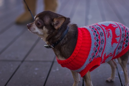 Cute little dog in Red Sweater with patterns.の写真素材