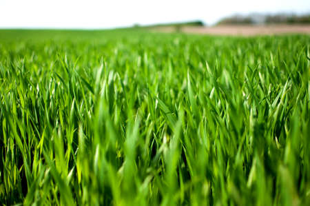 green grass field and bright blue skyの写真素材
