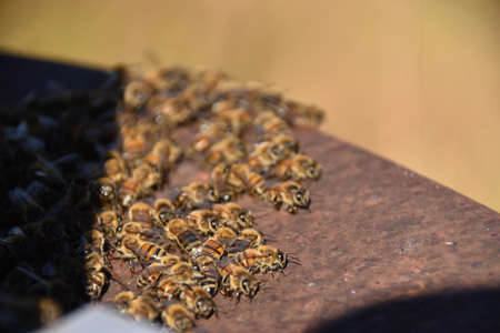 Honey bees and bee hive with bees preparing to fly away.の写真素材