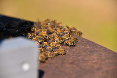Honey bees and bee hive with bees preparing to fly away.の写真素材