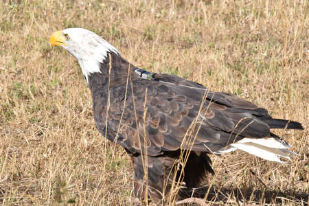 sea eagle or bald eagle portraitの写真素材