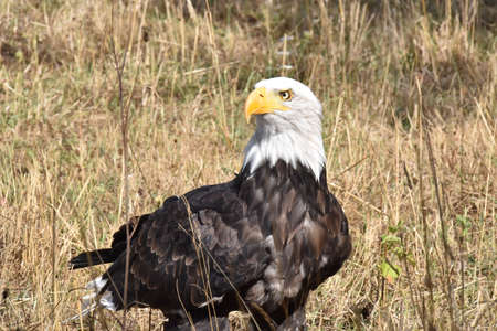 sea eagle or bald eagle portraitの写真素材