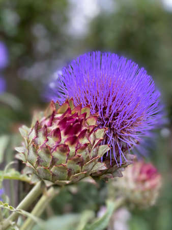 Close up of a thistle bloom with deep purple color.の写真素材