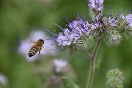 A bee flying towards a blossom of a blooming flower right before pollination.の写真素材