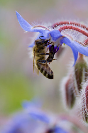 Honey bee pollinating a blue borage flower in spring. Macro view of bee collecting nectar from the...