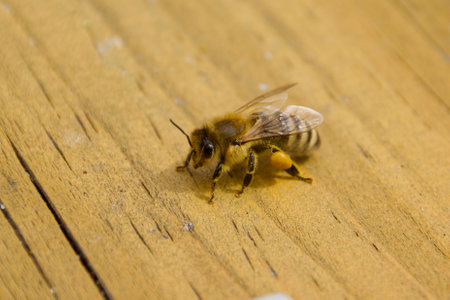 Honeybee carrying pollen on wooden surface, close-up of Apis mellifera in daylight, showing...