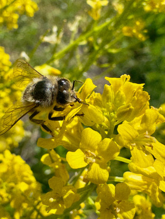 Rare wild bee on yellow flower during pollination. Vital endangered species supporting biodiversity...