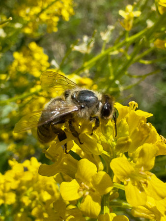Rare wild bee on yellow flower during pollination. Vital endangered species supporting biodiversity and agricultural ecosystems in spring bloom.の写真素材