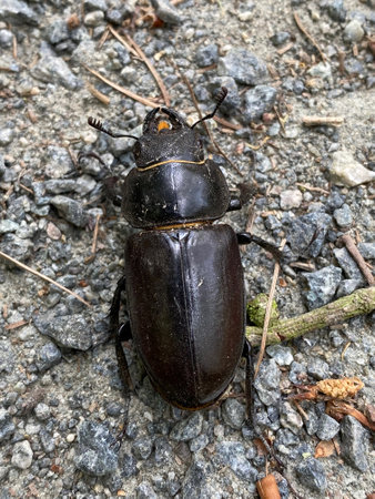 Female beetle on gravel path, an insect species important for forest ecosystems and deadwood...