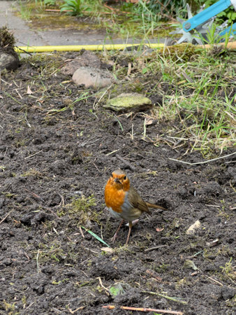 European robin (Erithacus rubecula) standing on freshly turned soil next to a garden spade handle, symbolizing spring gardening, biodiversity, and the harmony of wildlife with agricultureの写真素材