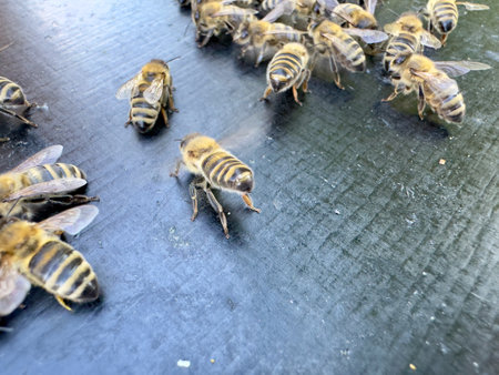 Honeybees cluster on dark hive surface during summer inspection, highlighting colony behavior,...