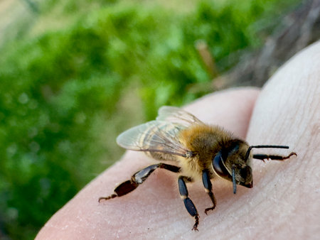 Honeybee rests gently on human skin in summer garden, illustrating harmony between people and pollinators, biodiversity awareness, and sustainable lifestyle conceptの写真素材