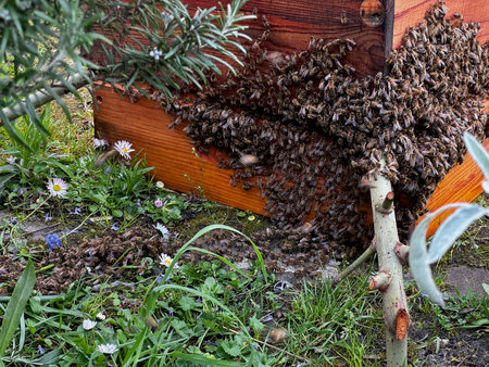 Swarming honeybees cluster on wooden hive box in blooming garden, capturing natural beekeeping...