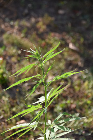 Top view of sunlit hemp plant growing in outdoor garden, symbolizing eco farming, plant-based industry potential, and sustainable agriculture innovationの写真素材